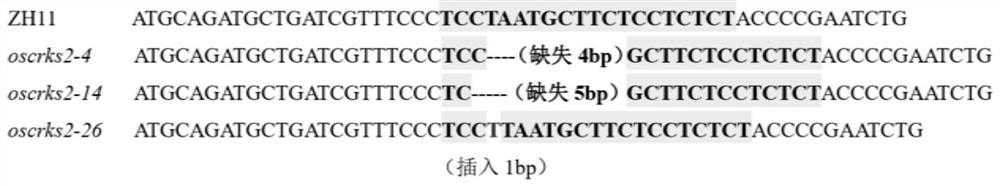 Application of OsCRKS2 gene in controlling drought resistance of rice