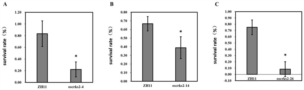 Application of OsCRKS2 gene in controlling drought resistance of rice