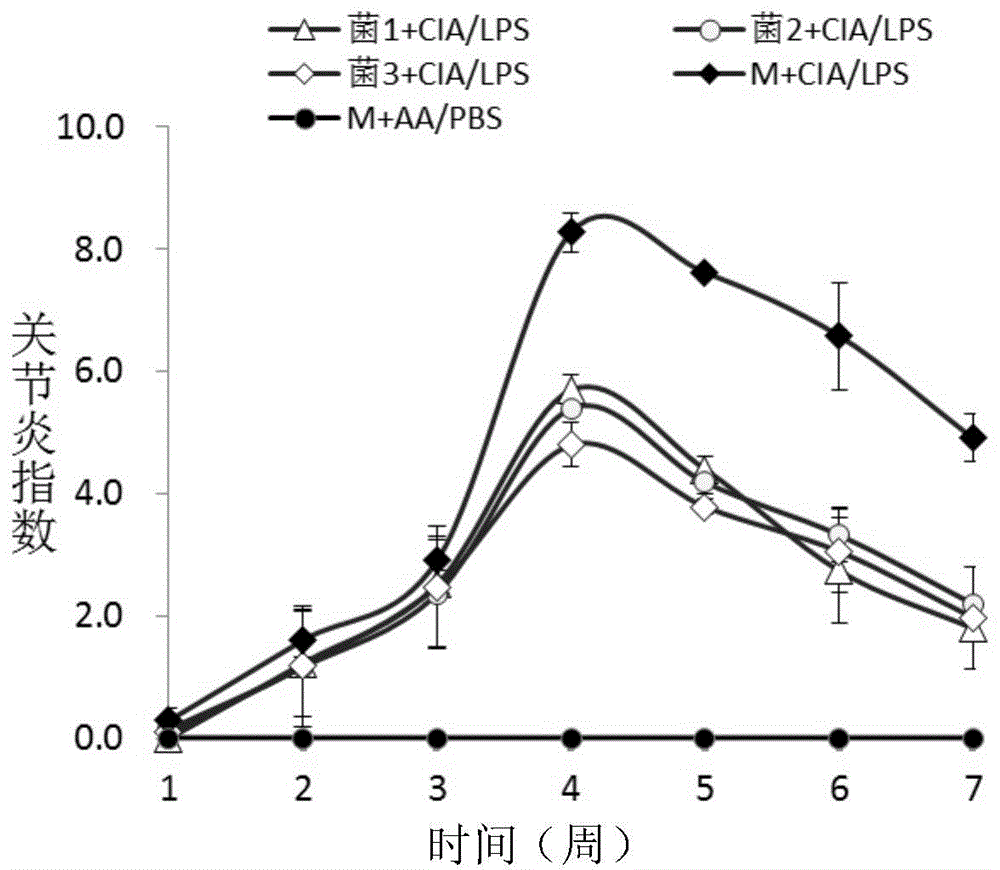 Application of dialister invisus in treating or preventing rheumatoid arthritis or related diseases