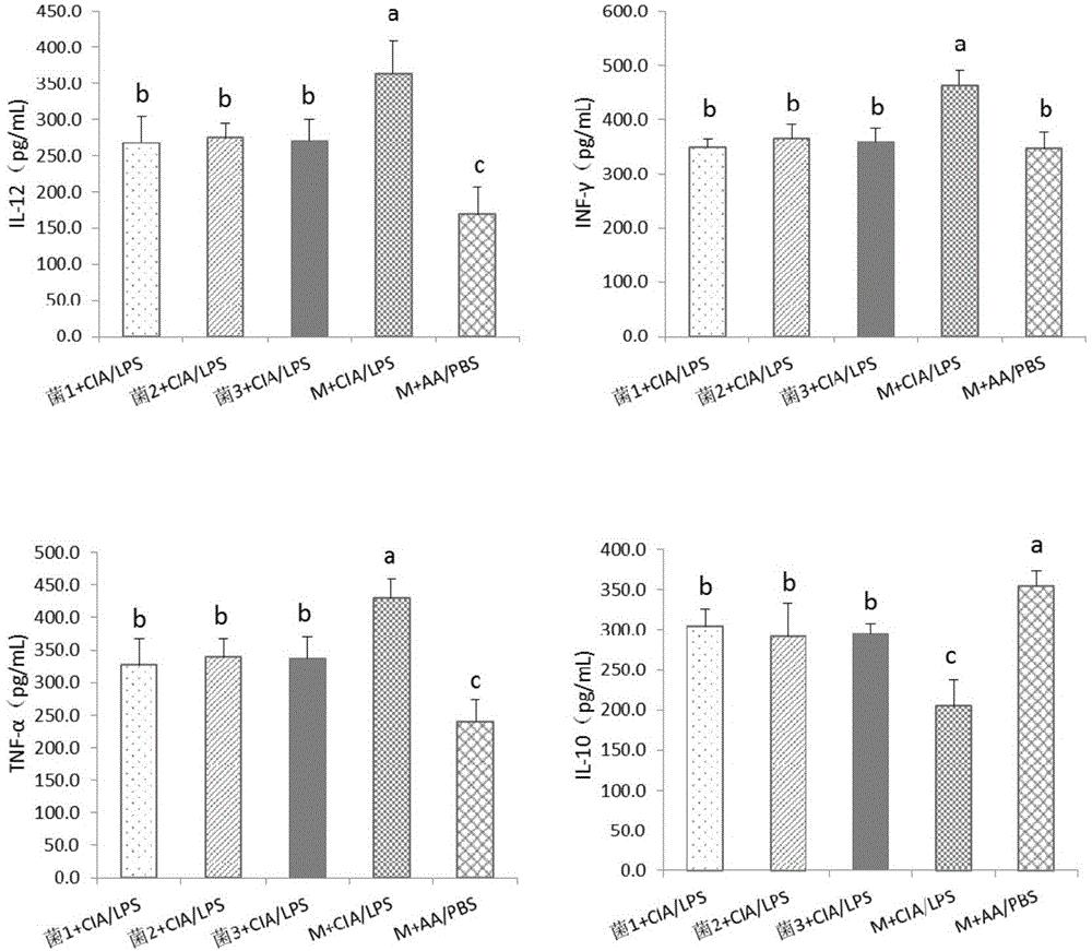 Application of dialister invisus in treating or preventing rheumatoid arthritis or related diseases