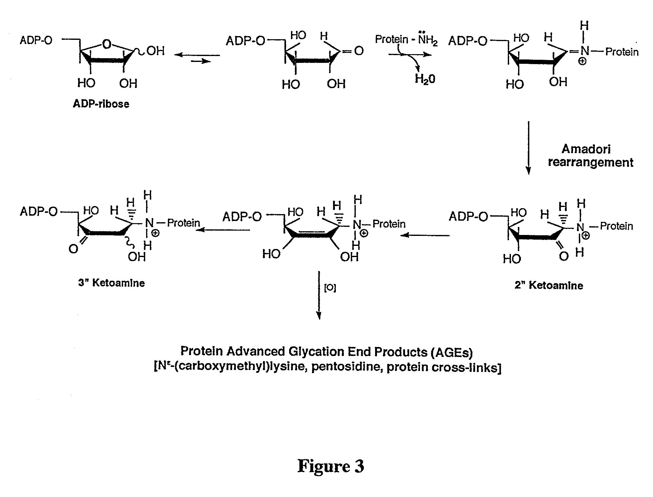 Method for identifying regulators of protein-advanced glycation end product (protein-AGE) formation