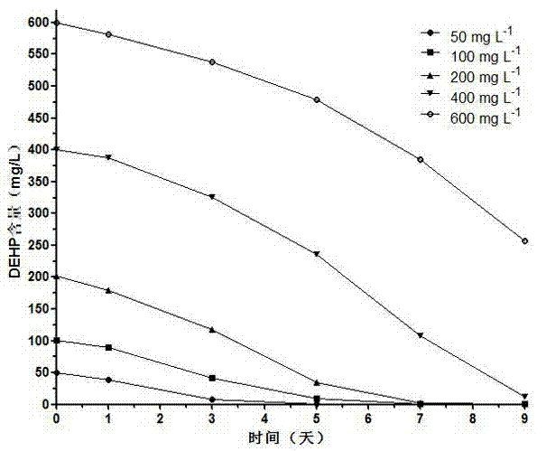 Application of Achromobacter sp. MT-H in degradation of di-2-ethyl hexyl phthalate (DEHP)