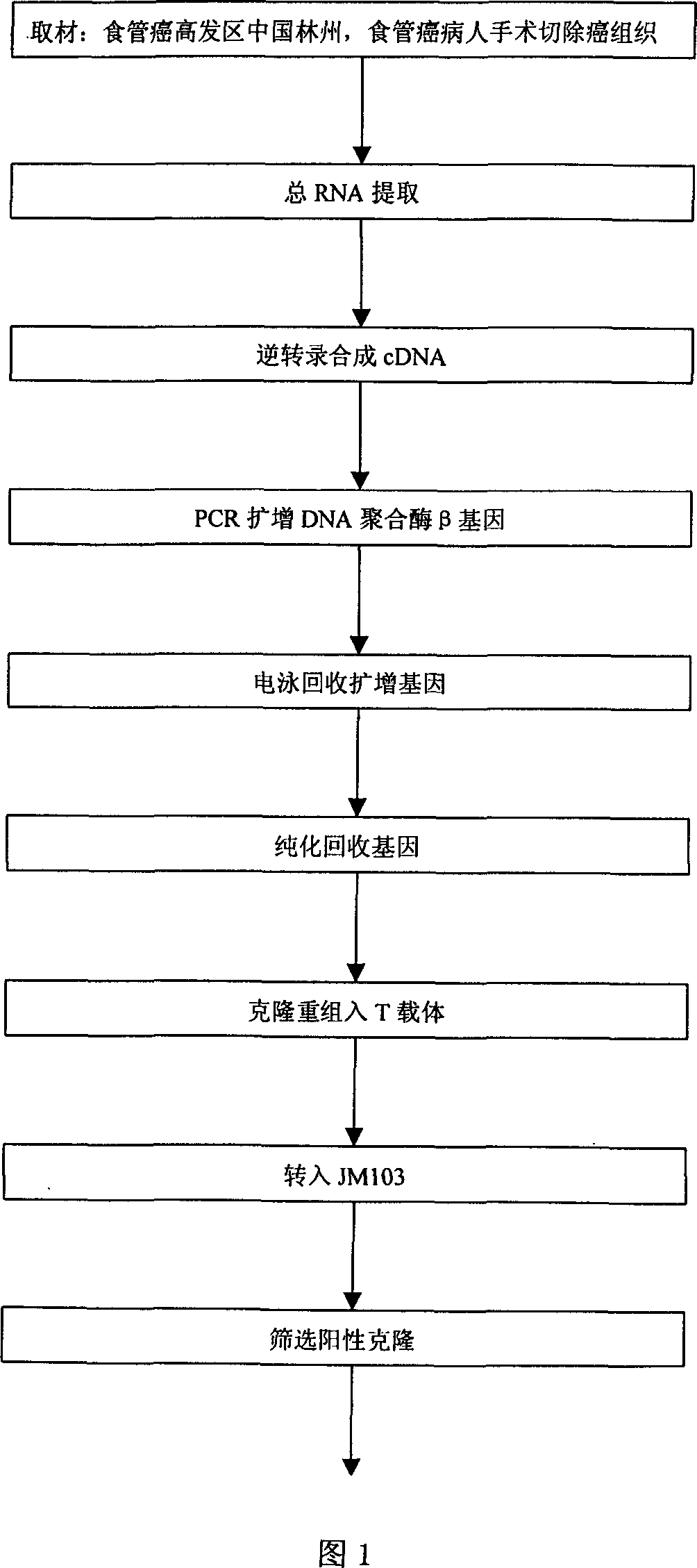 Human DNA polymerase beta mutant gene and its corresponding protein