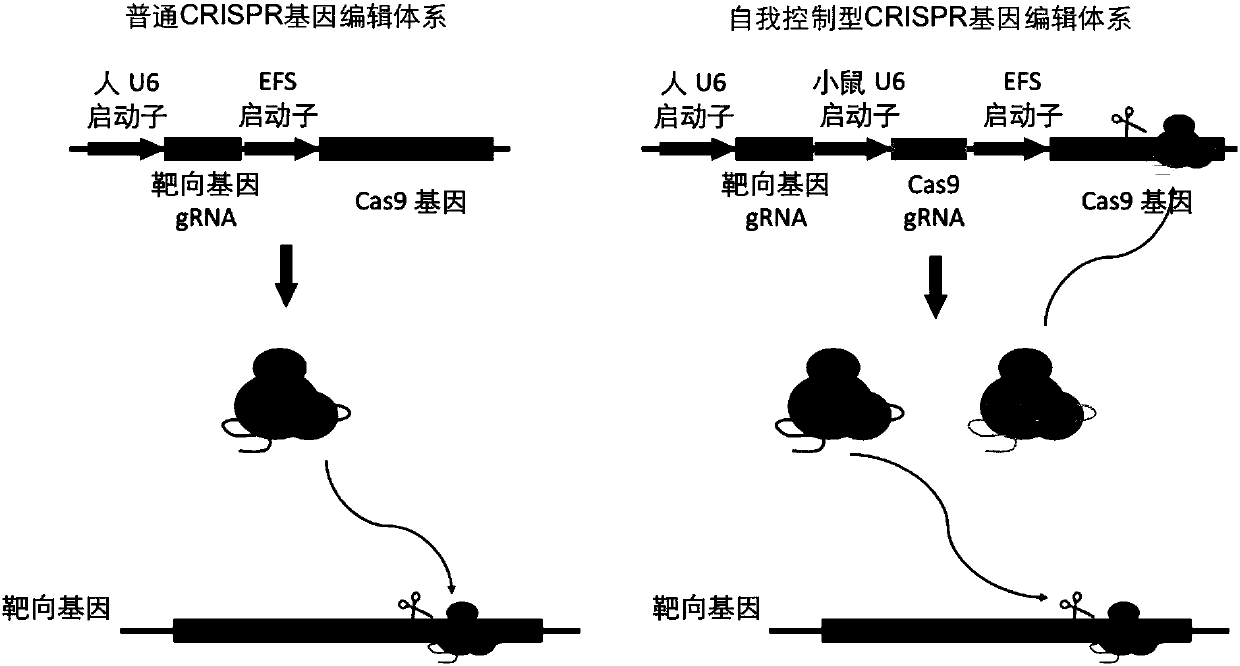 Highly specific CRISPR genome editing system