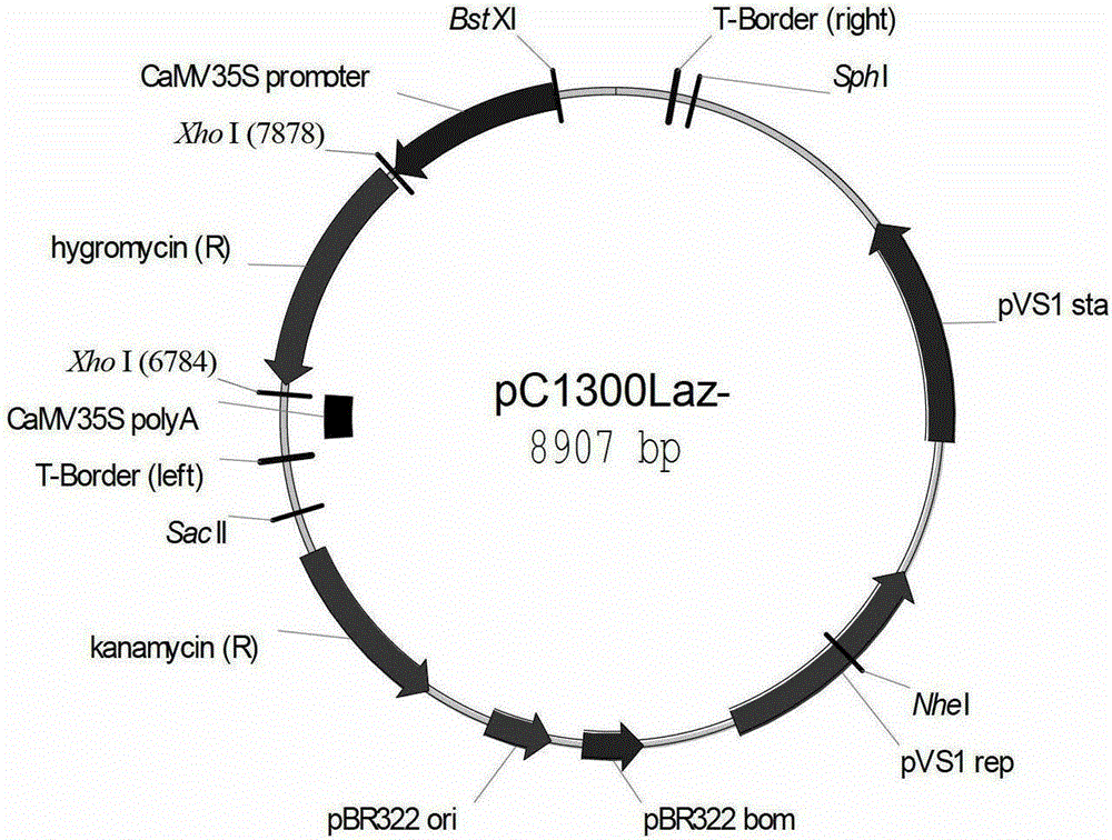 An optimized double t-DNA expression vector for obtaining non-selectable marker transgenic organisms and its application