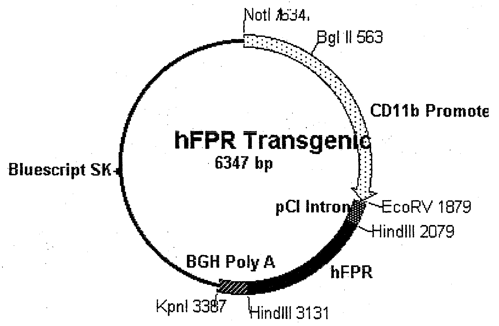 Transgenic mice expressing human formyl peptide receptor
