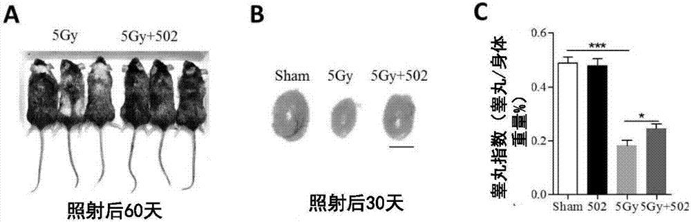 Application of flagellin derived polypeptide for preventing and treating chemoradiotherapy-induced damage of reproductive system