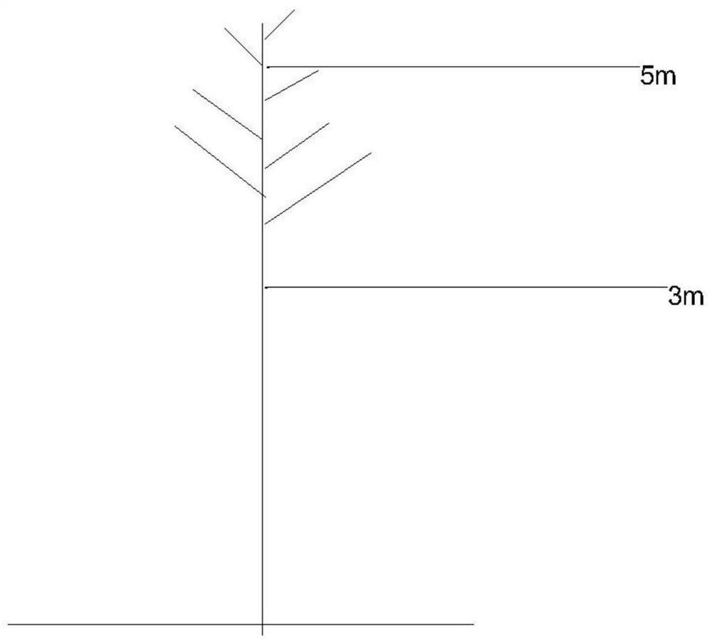 A method for cultivating the landscape tree shape of ash street trees
