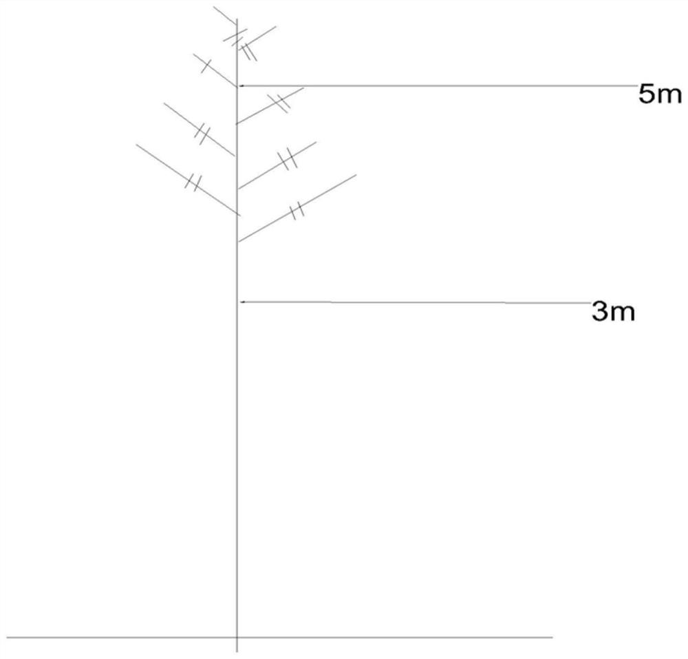 A method for cultivating the landscape tree shape of ash street trees