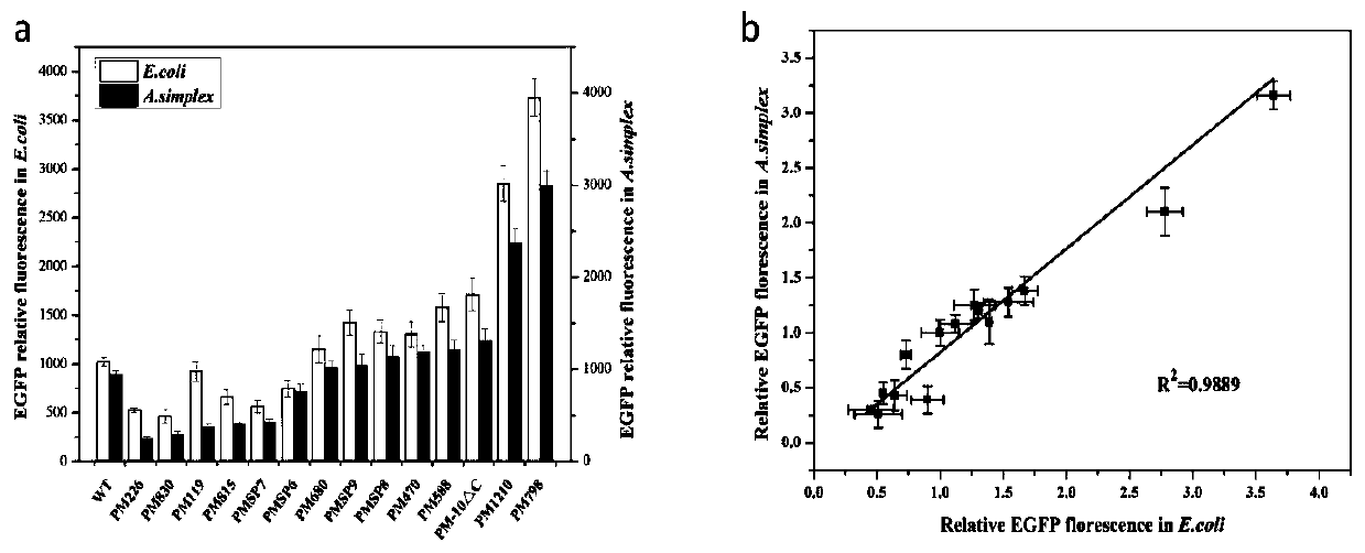 Arthrobacter simplex engineered strain with excellent stress tolerance and construction method and application thereof