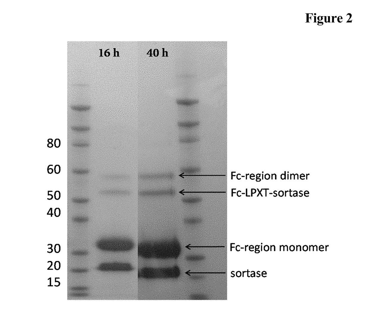 Methods for enzyme mediated polypeptide conjugation