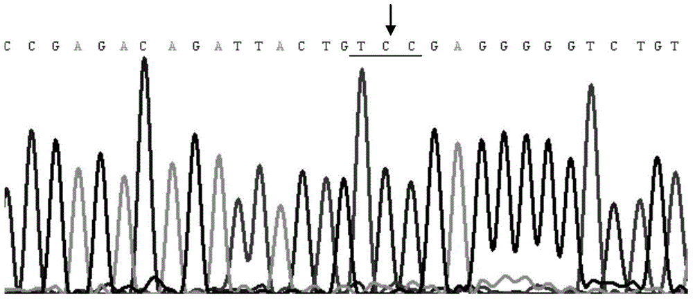 A congenital aniridia causative gene, a kit for detecting the gene and its application