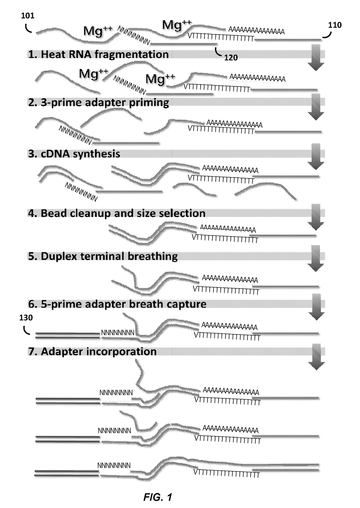 Compositions and methods for constructing strand specific cdna libraries