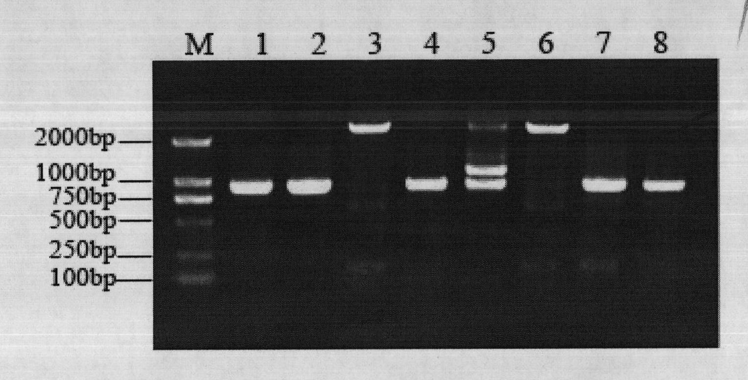 Special primer for assisting identification of carboxy-lesterase allele carried by culex mosquitoes and application thereof