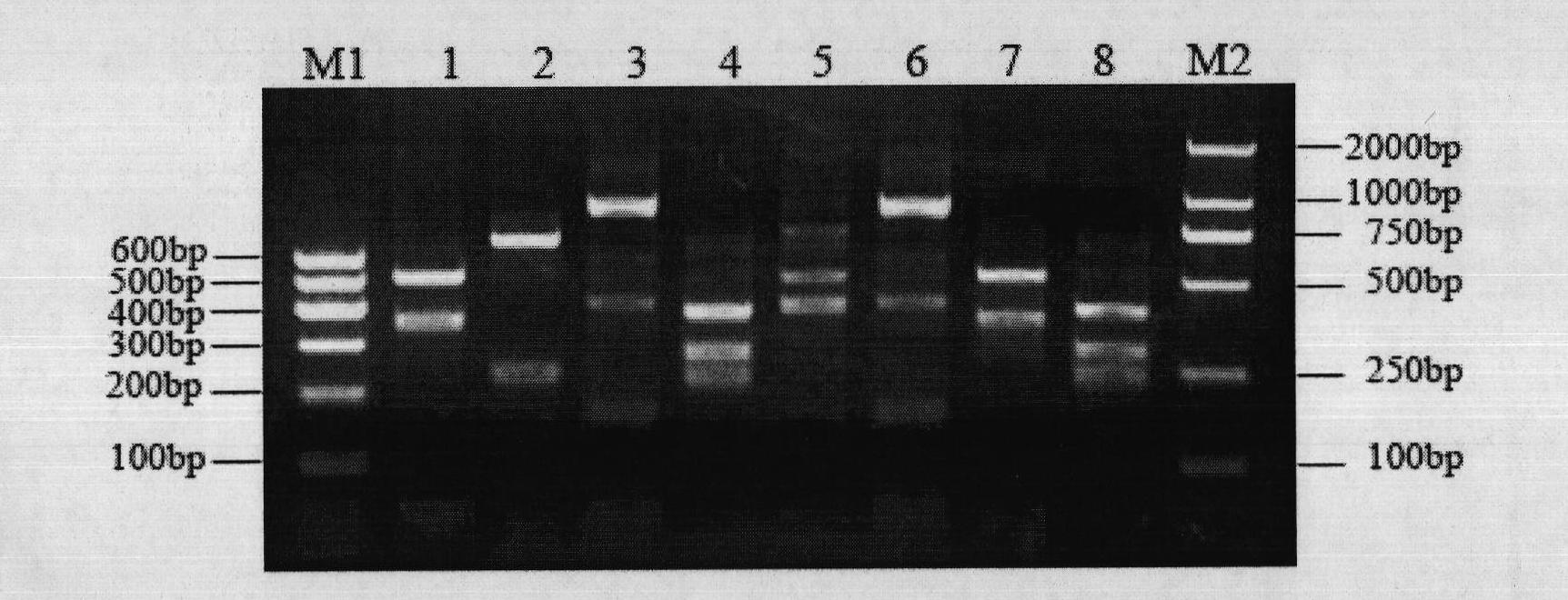 Special primer for assisting identification of carboxy-lesterase allele carried by culex mosquitoes and application thereof