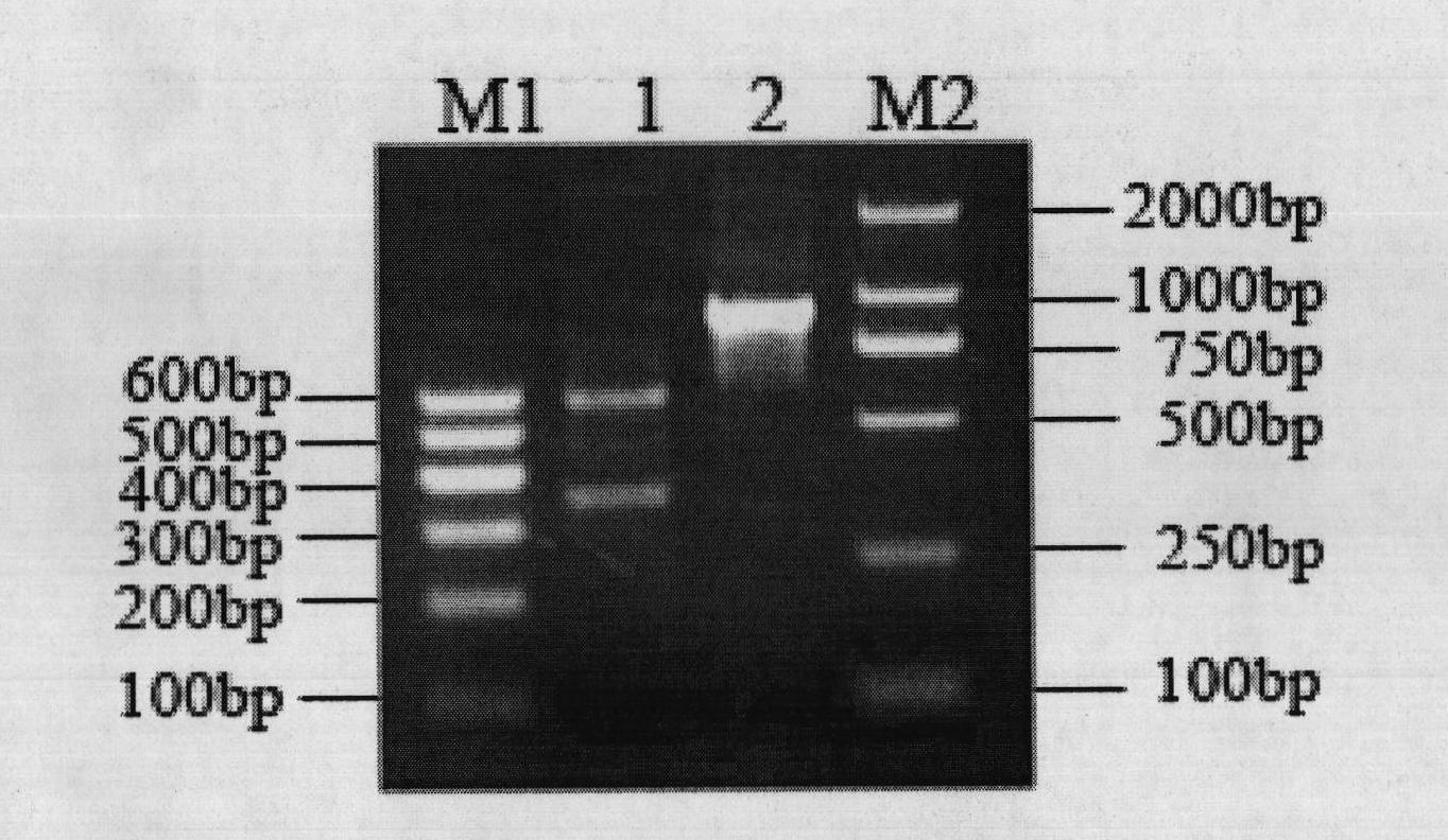 Special primer for assisting identification of carboxy-lesterase allele carried by culex mosquitoes and application thereof