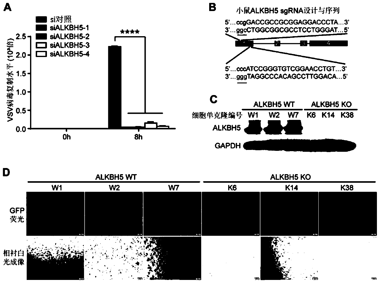 Application of ALKBH5 inhibitor in treatment of virus infectious diseases