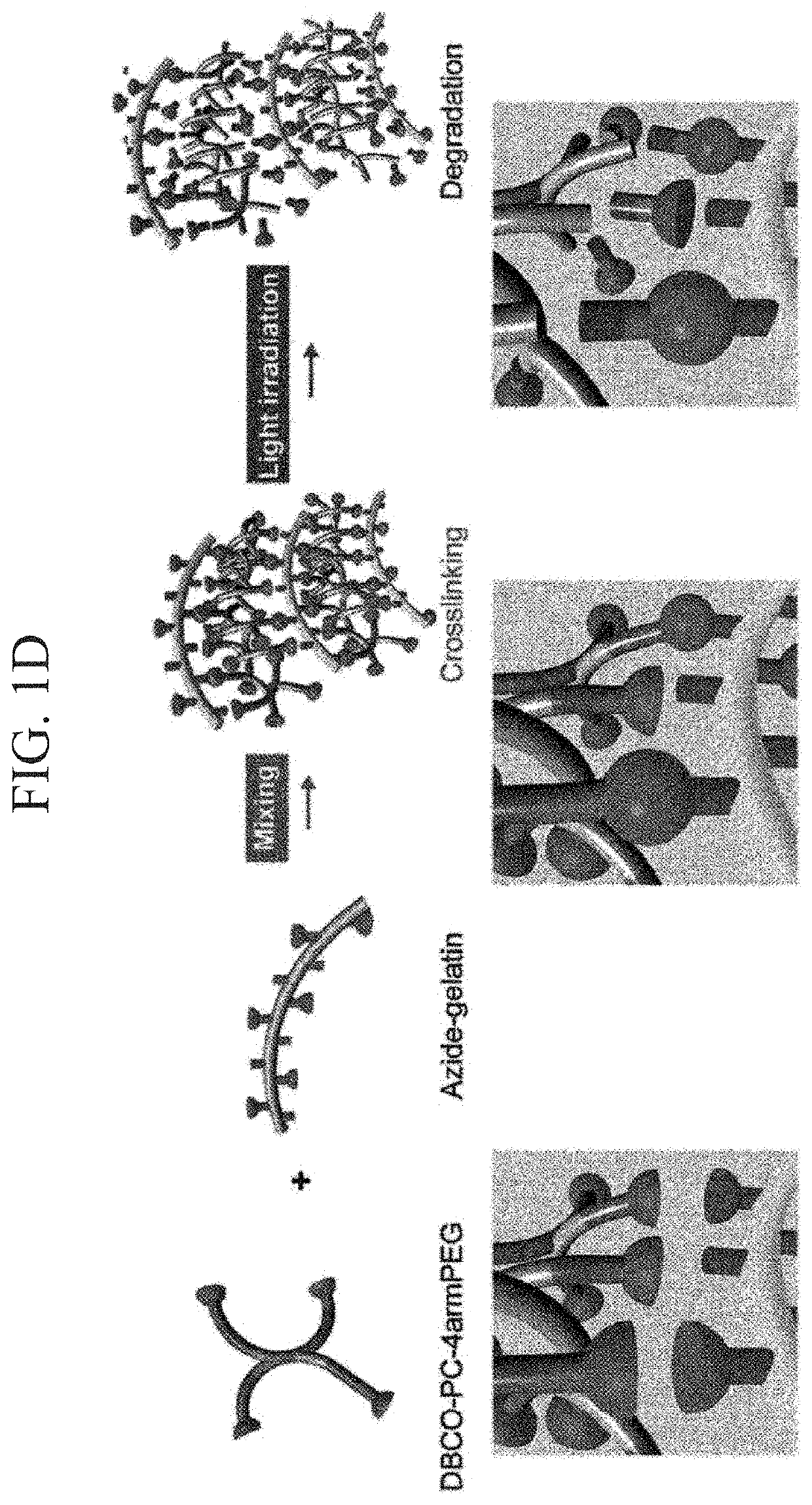 Photodegradable hydrogel, culture device, method for forming tissue, and method for separating cells