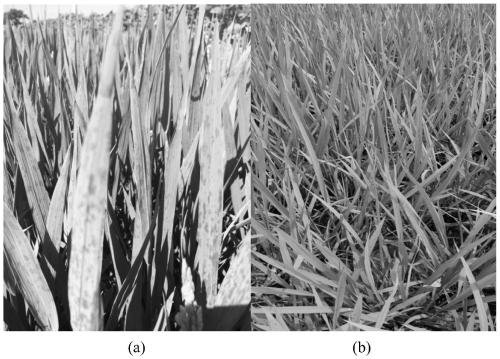 A kind of anti-flying spray additive and its preparation method and application