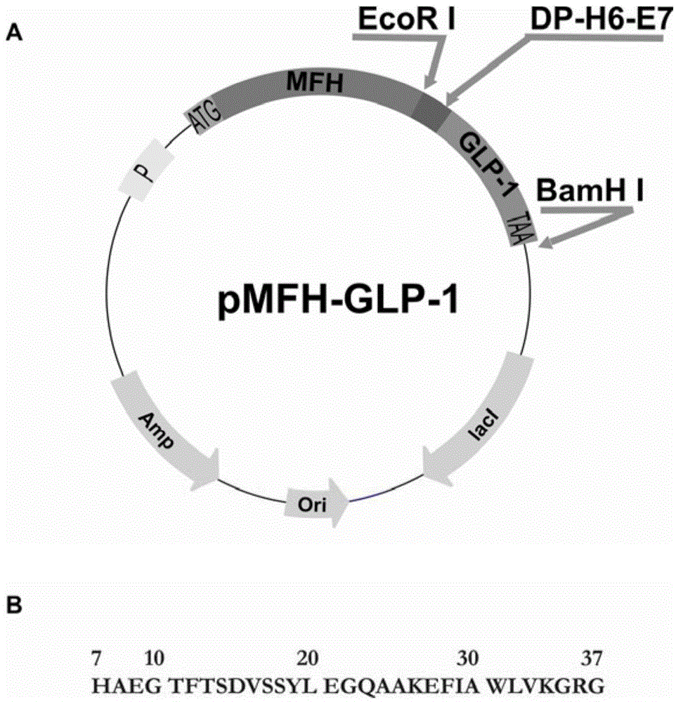 Method for preparation of GLP-1 polypeptide or analogue thereof through MFH fusion protein and application of GLP-1 polypeptide or analogue thereof