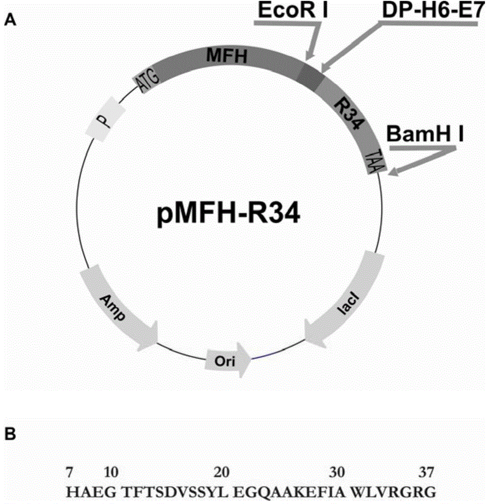 Method for preparation of GLP-1 polypeptide or analogue thereof through MFH fusion protein and application of GLP-1 polypeptide or analogue thereof