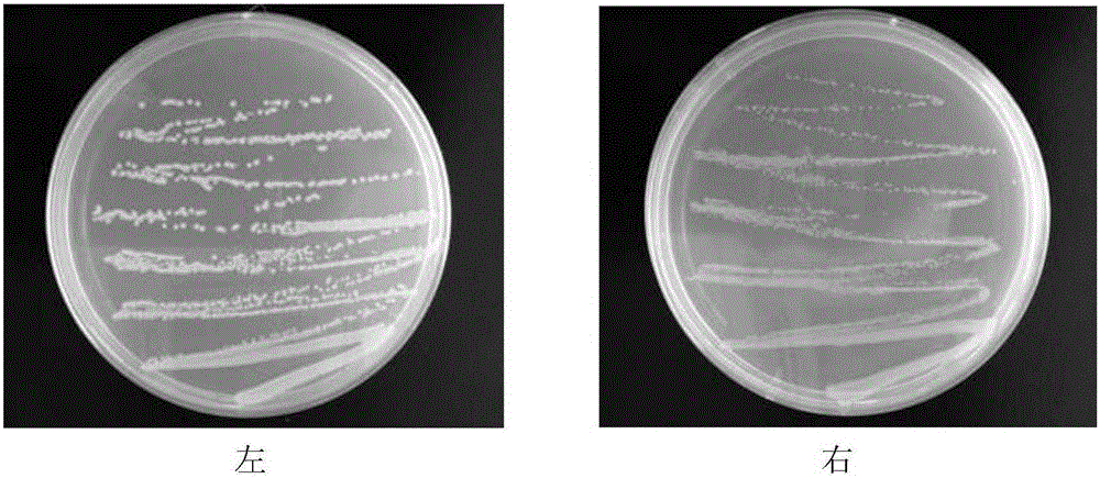 Method for extracting bacterial outer membrane vesicles