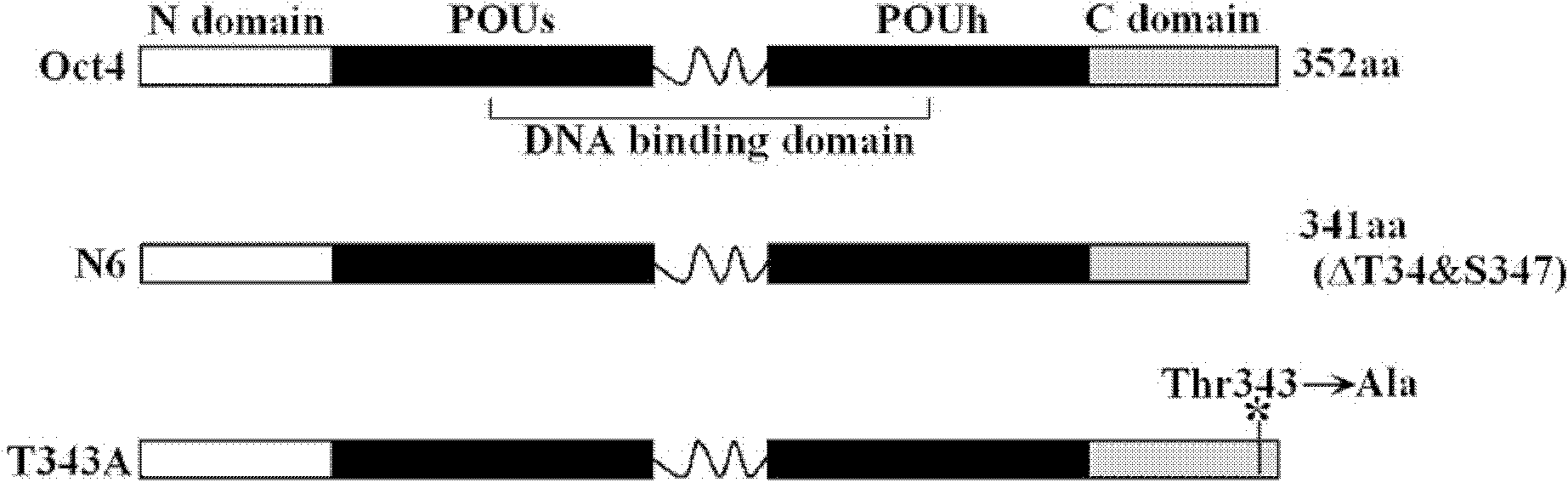 Anti-phosphorylation Oct4 protein antibody and its application