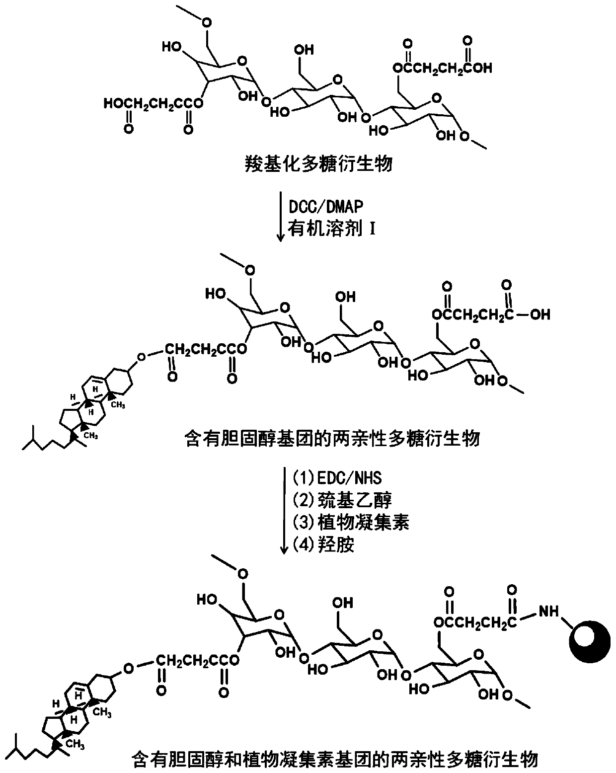 Amphiphilic polysaccharide derivative containing cholesterol and phytolectin group as well as preparation method and application of amphiphilic polysaccharide derivative