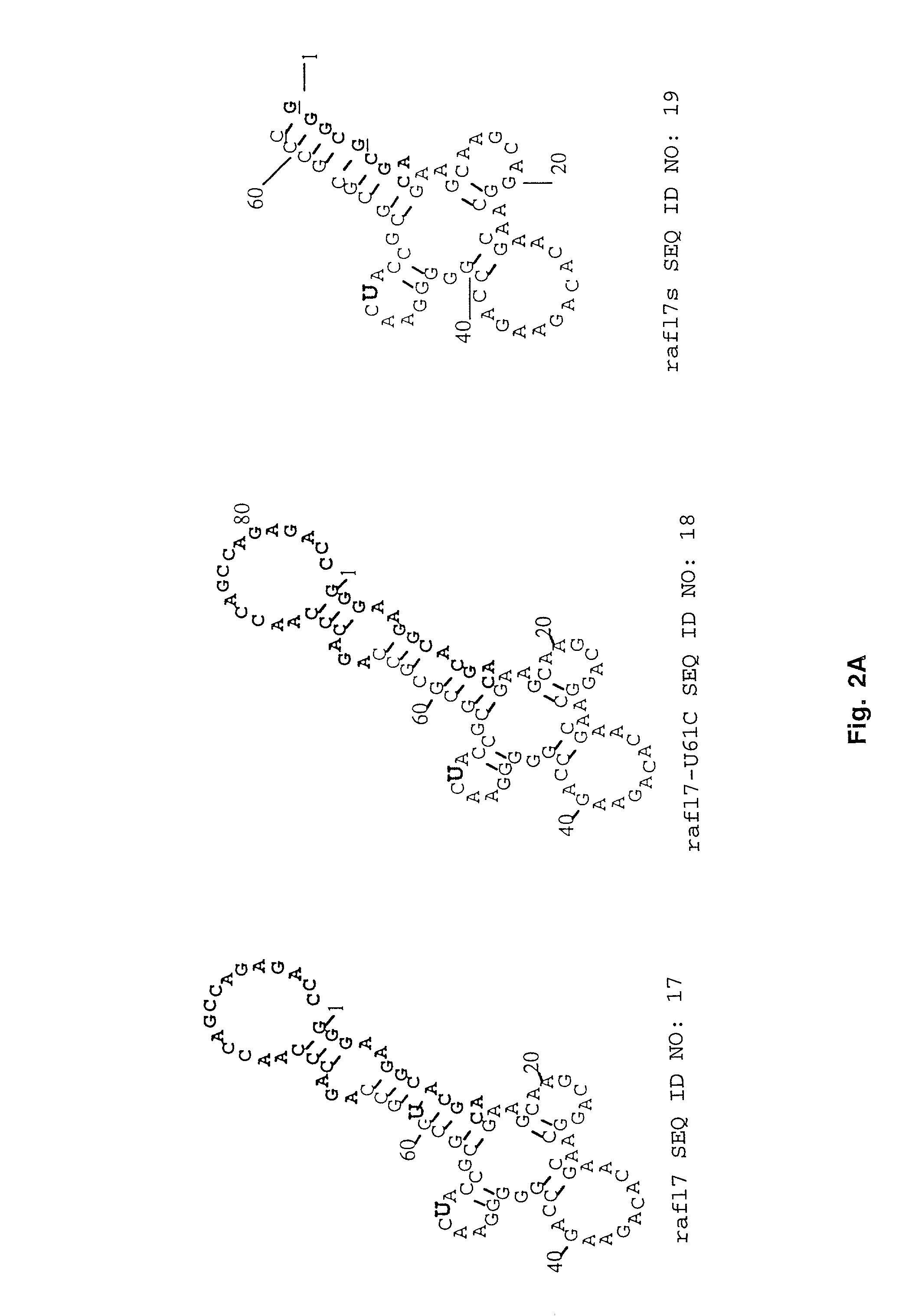 In vitro selection of signaling aptamers