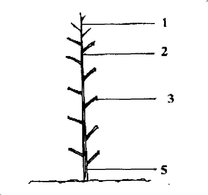 Severe pruning method of timber lateral branch