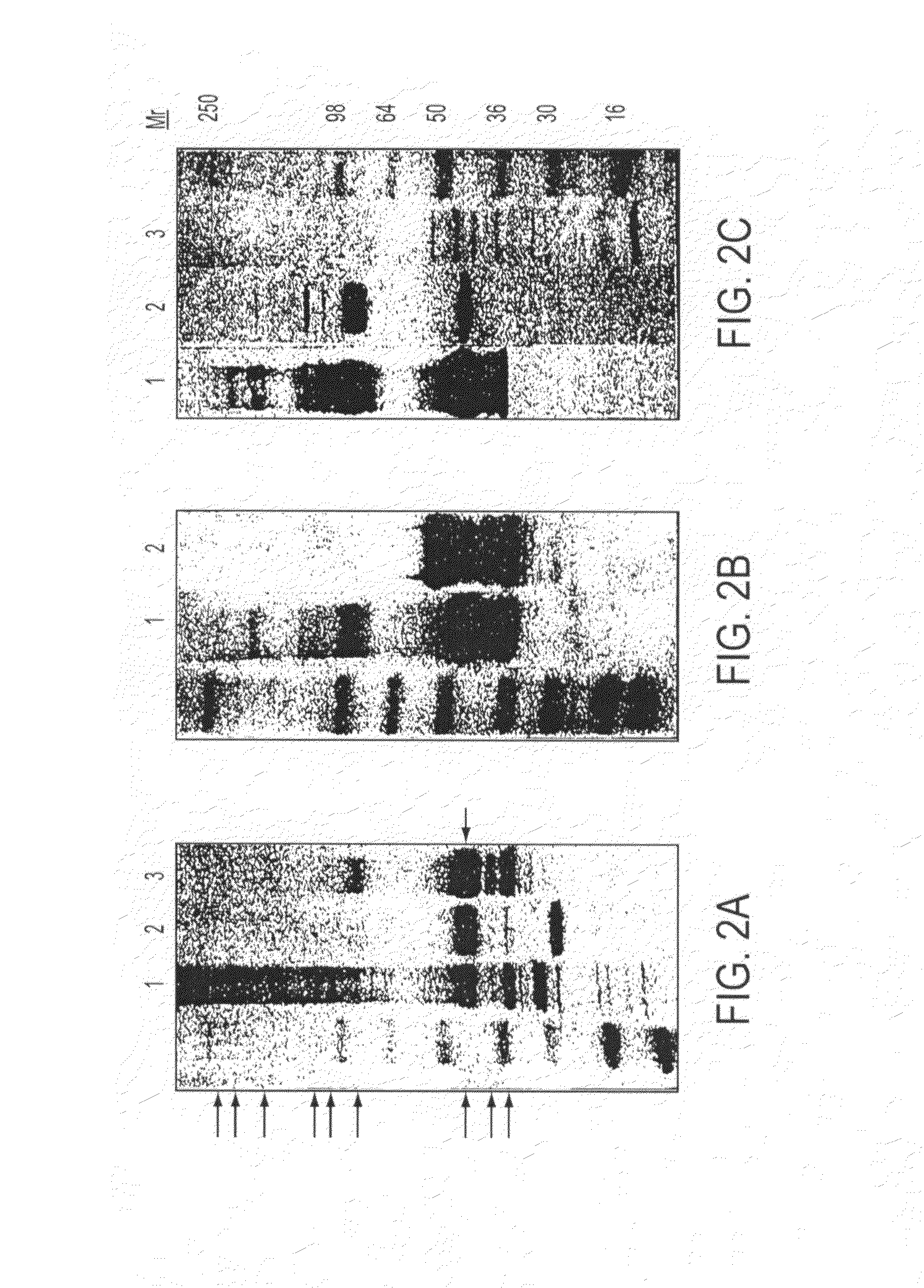 Recombinant P. falciparum merozoite protein-142 vaccine