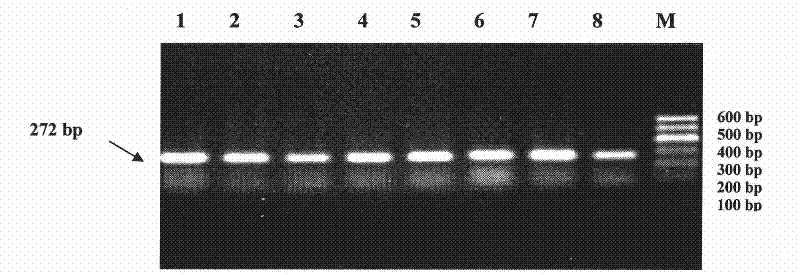 A method for detecting the single nucleotide polymorphism of cattle prdm16 gene