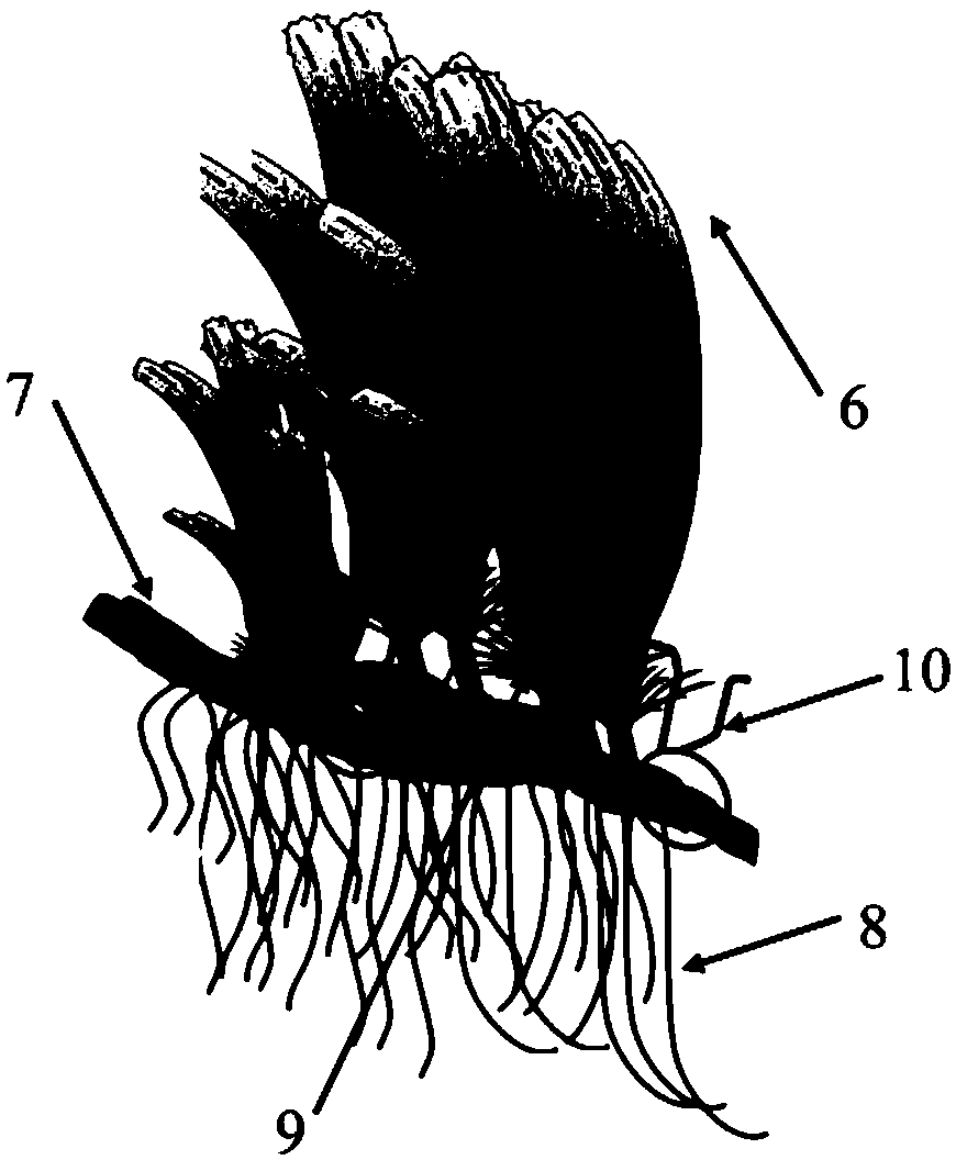 Device and method applied to tropical island seaweed transplanting