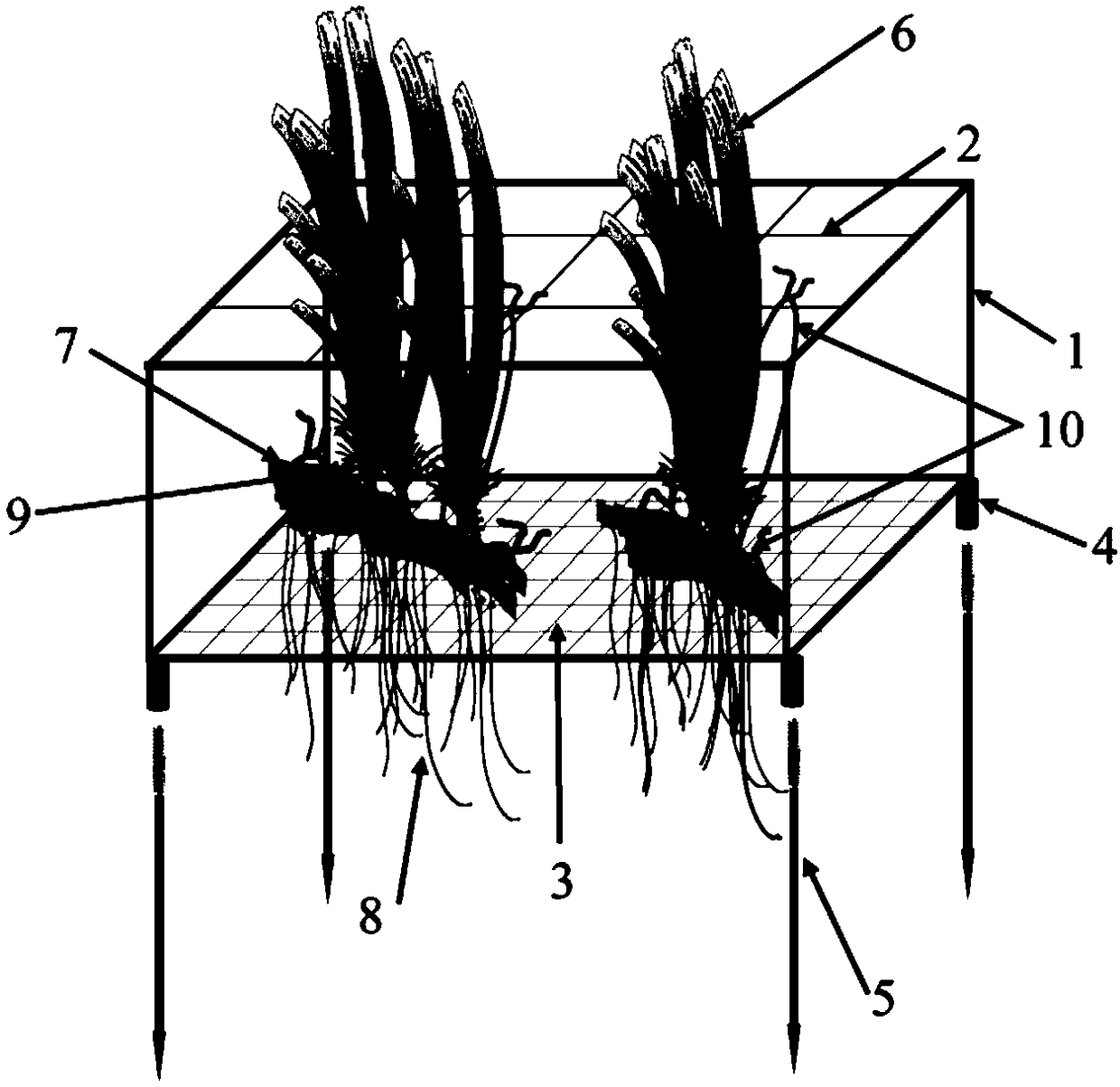 Device and method applied to tropical island seaweed transplanting