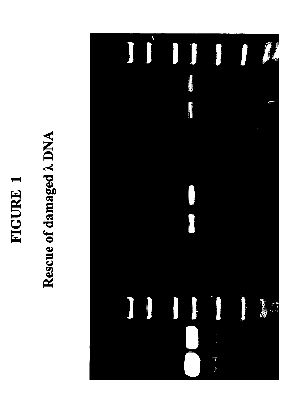 Methods and compositions for amplification of dna