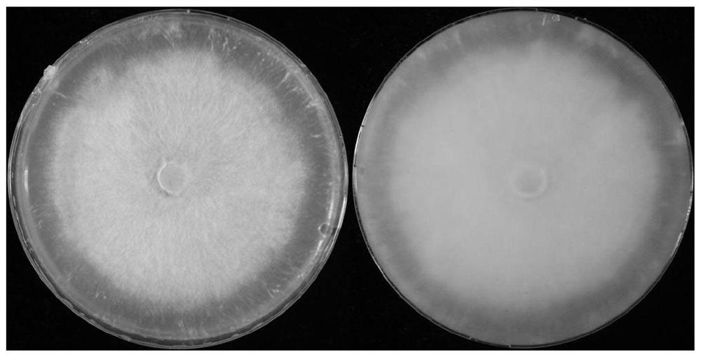 Stropharia rugoso-annulata liquid reducing strain preparation and sporocarp cultivation method