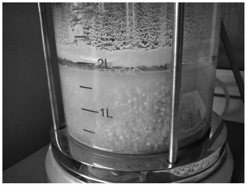 Stropharia rugoso-annulata liquid reducing strain preparation and sporocarp cultivation method