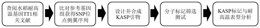 Development and application of KASP marker of oryza sativa high-temperature-resistant gene TT1