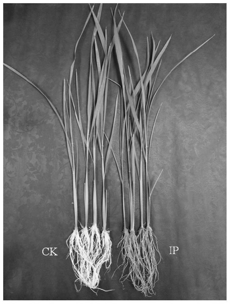 A method for rice root iron film to promote soil nitrate reduction