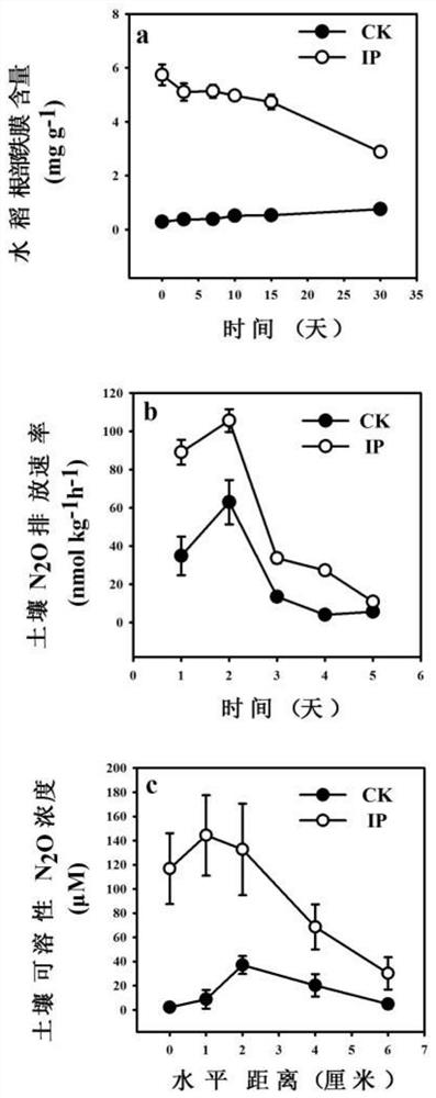 A method for rice root iron film to promote soil nitrate reduction