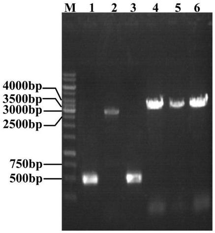 Genetic engineering bacterium for L-theanine production and fermentation method thereof