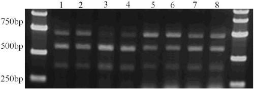 HPK1-targeted gRNA and editing method of HPK1 gene
