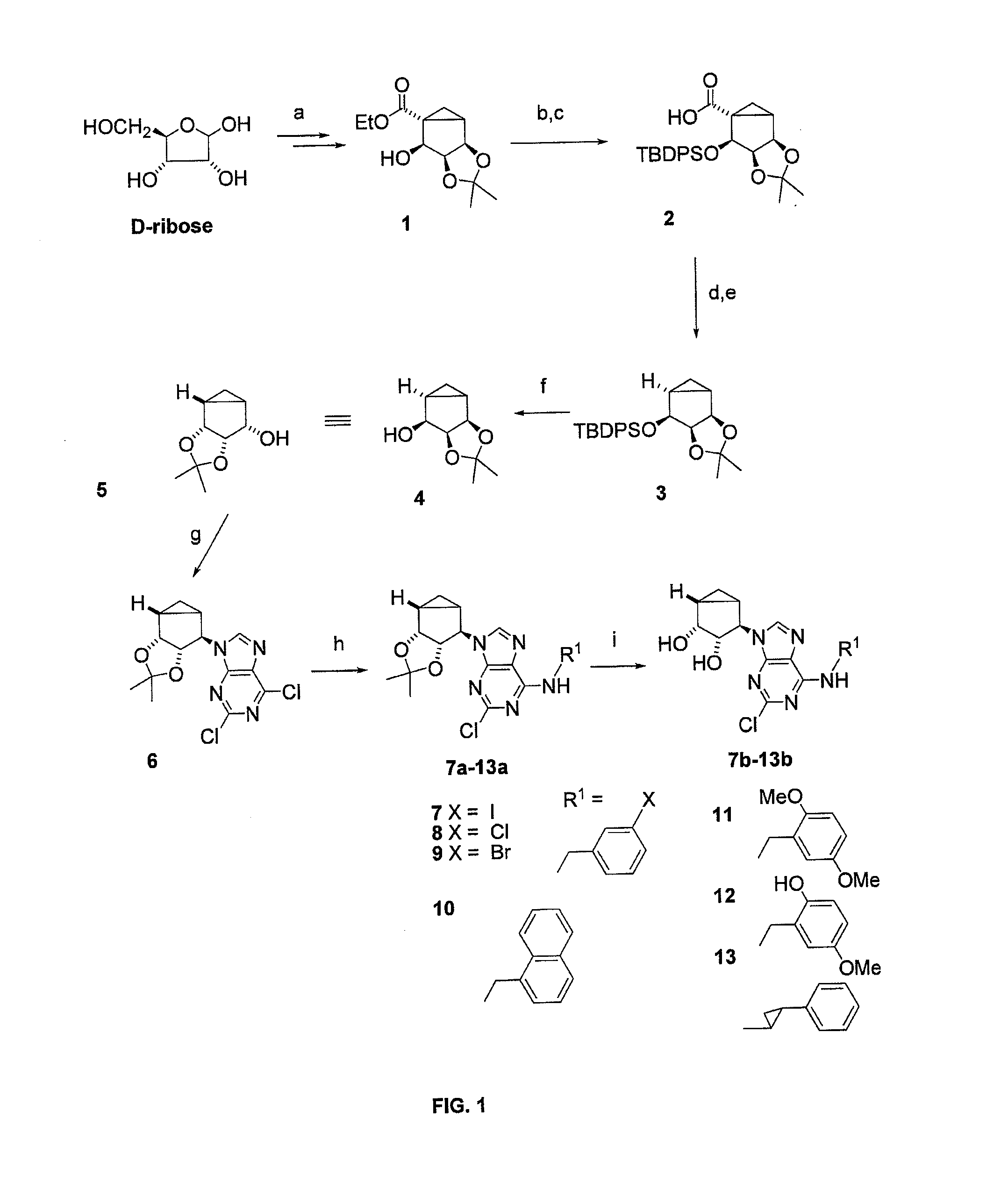A3 adenosine receptor antagonists and partial agonists