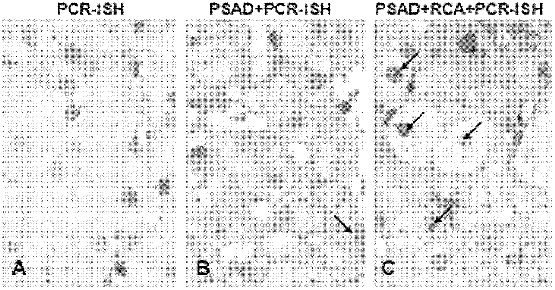 Kit for directly observing distribution and location of hepatitis B virus (HBV) cccDNA in liver tissue