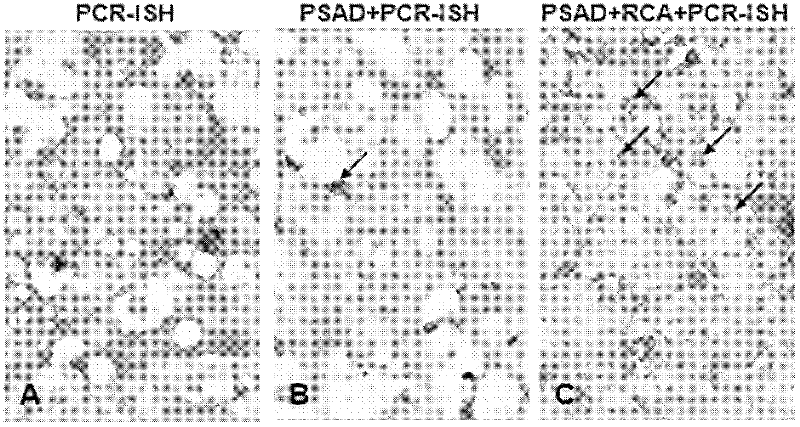 Kit for directly observing distribution and location of hepatitis B virus (HBV) cccDNA in liver tissue