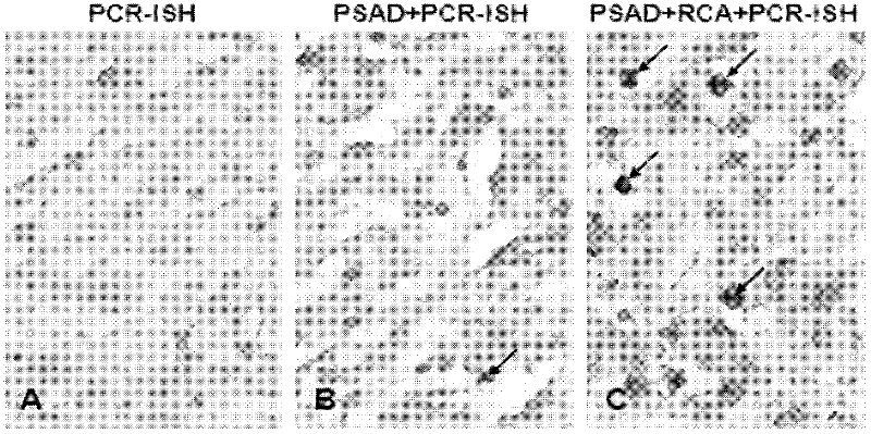 Kit for directly observing distribution and location of hepatitis B virus (HBV) cccDNA in liver tissue