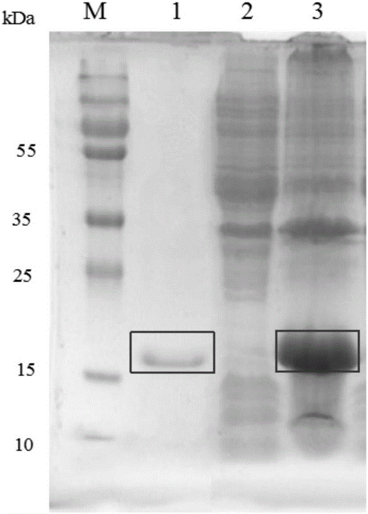 Ocean bacillus protein having antitumor activity and preparation and application thereof
