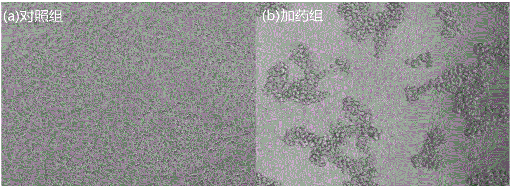 Ocean bacillus protein having antitumor activity and preparation and application thereof