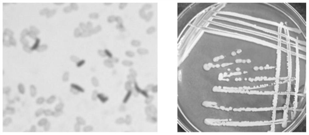 A strain of Bacillus pumilus and its application