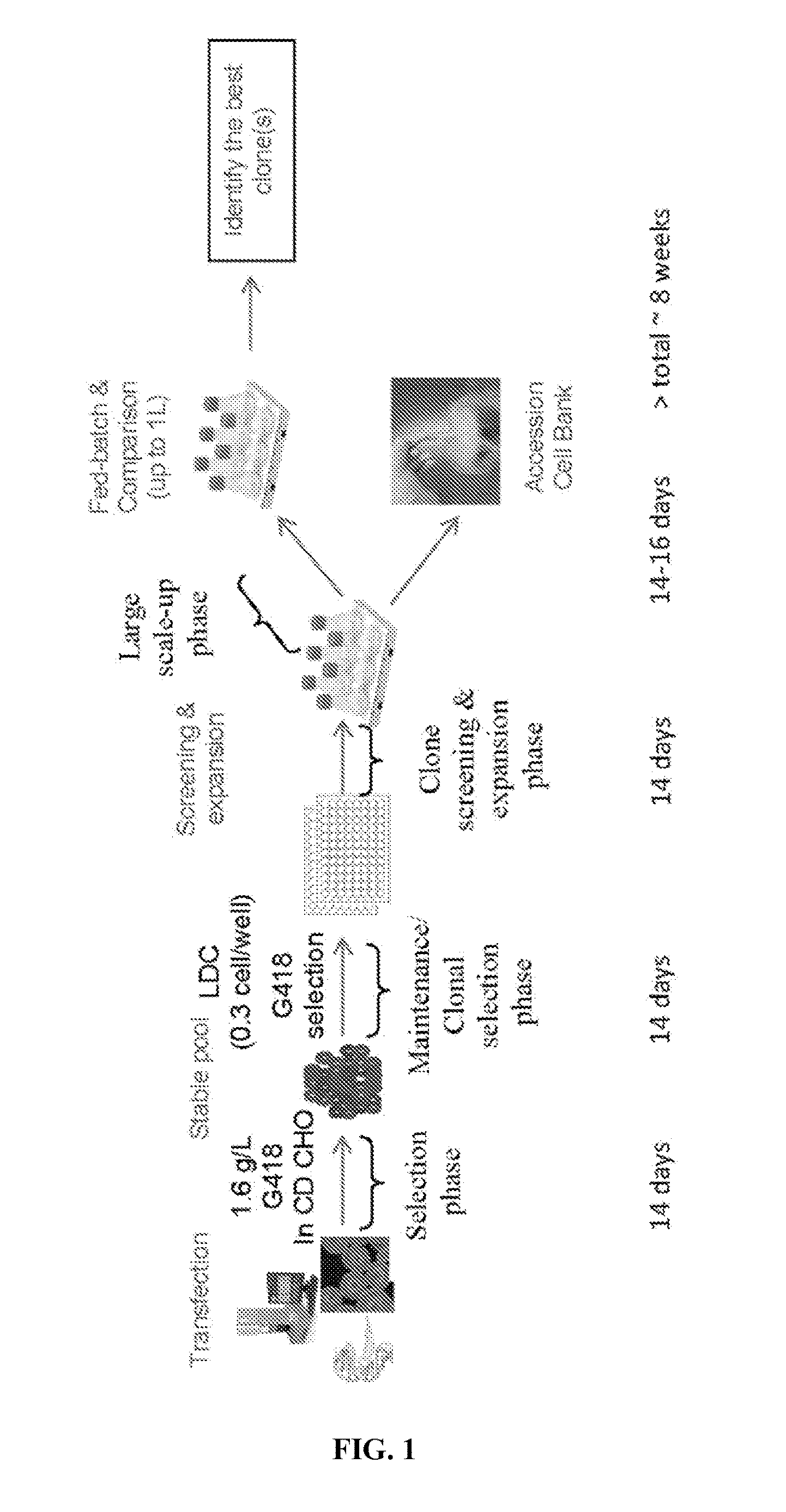 Methods and compositions for modifying genomic DNA